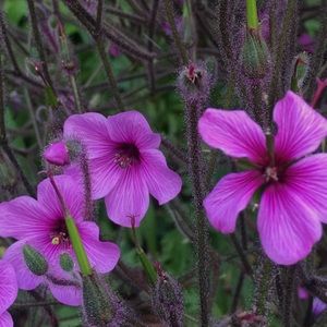 Meet your Posher, Lucy